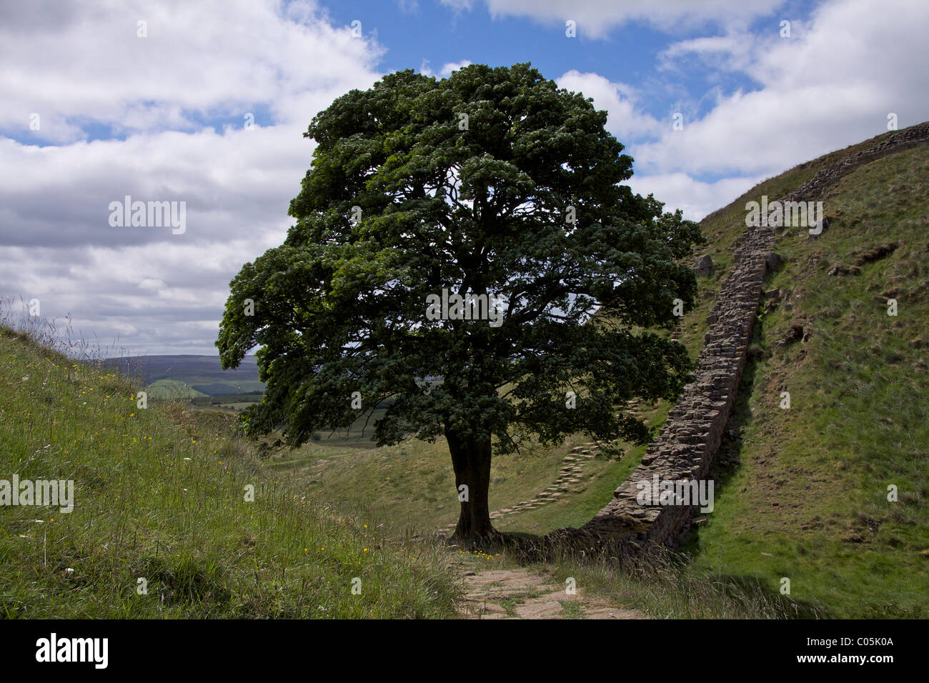Bergahorn Lücke am Hadrianswall auf der Suche nach Westen in der Nähe von  Housesteads und zweimal gebraut, gemeinhin als "Robin Hood Baum  Stockfotografie - Alamy