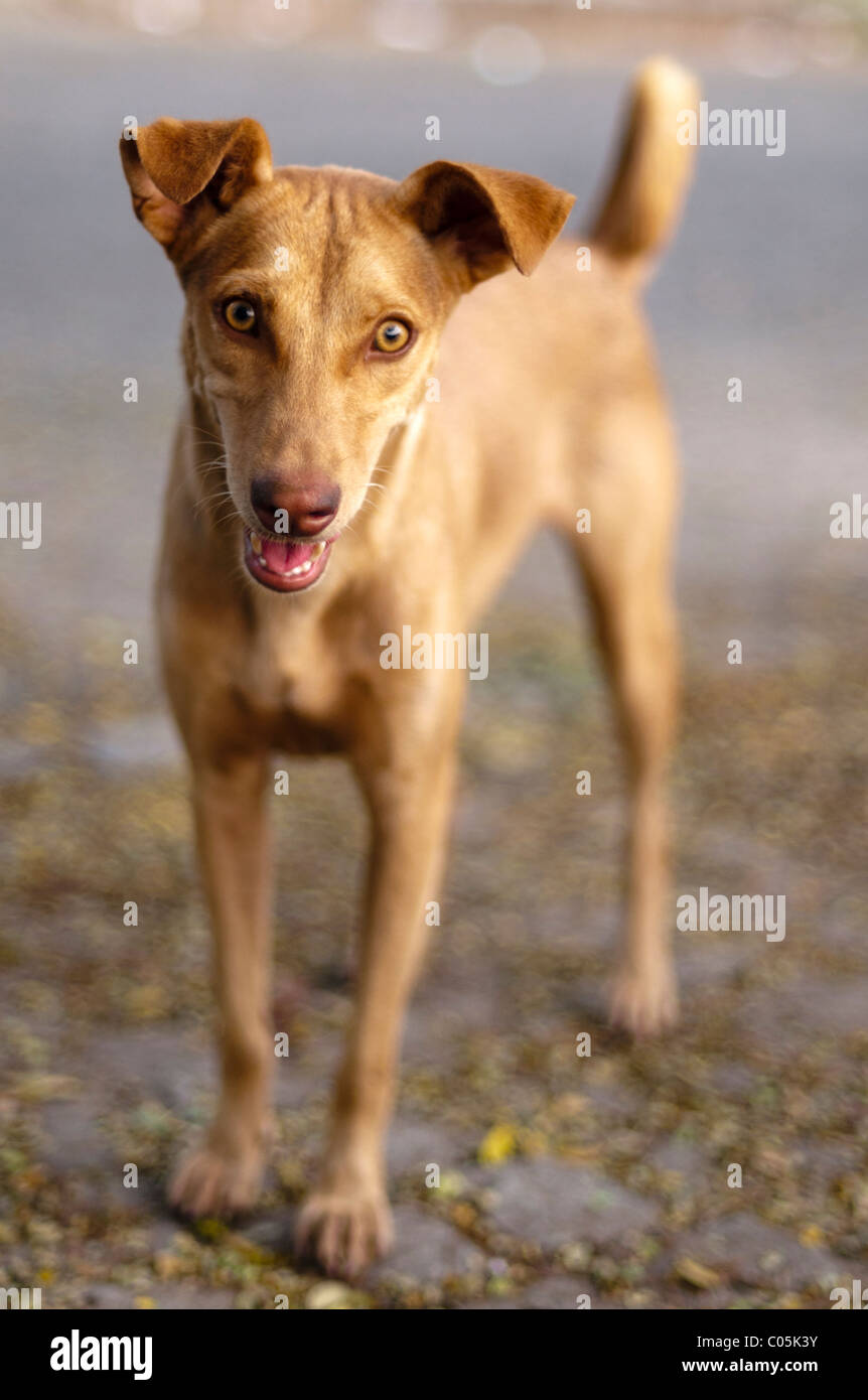 Hund stehen in einer Straße in Fort Cochin, Kerala, Indien Stockfoto