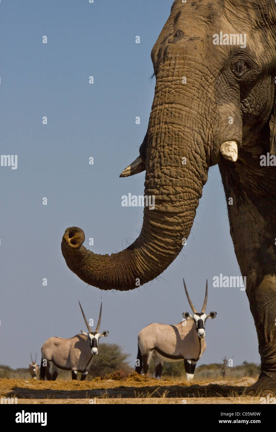 Elefant und Gemsbok, Etosha Nationalpark, Namibia. Stockfoto