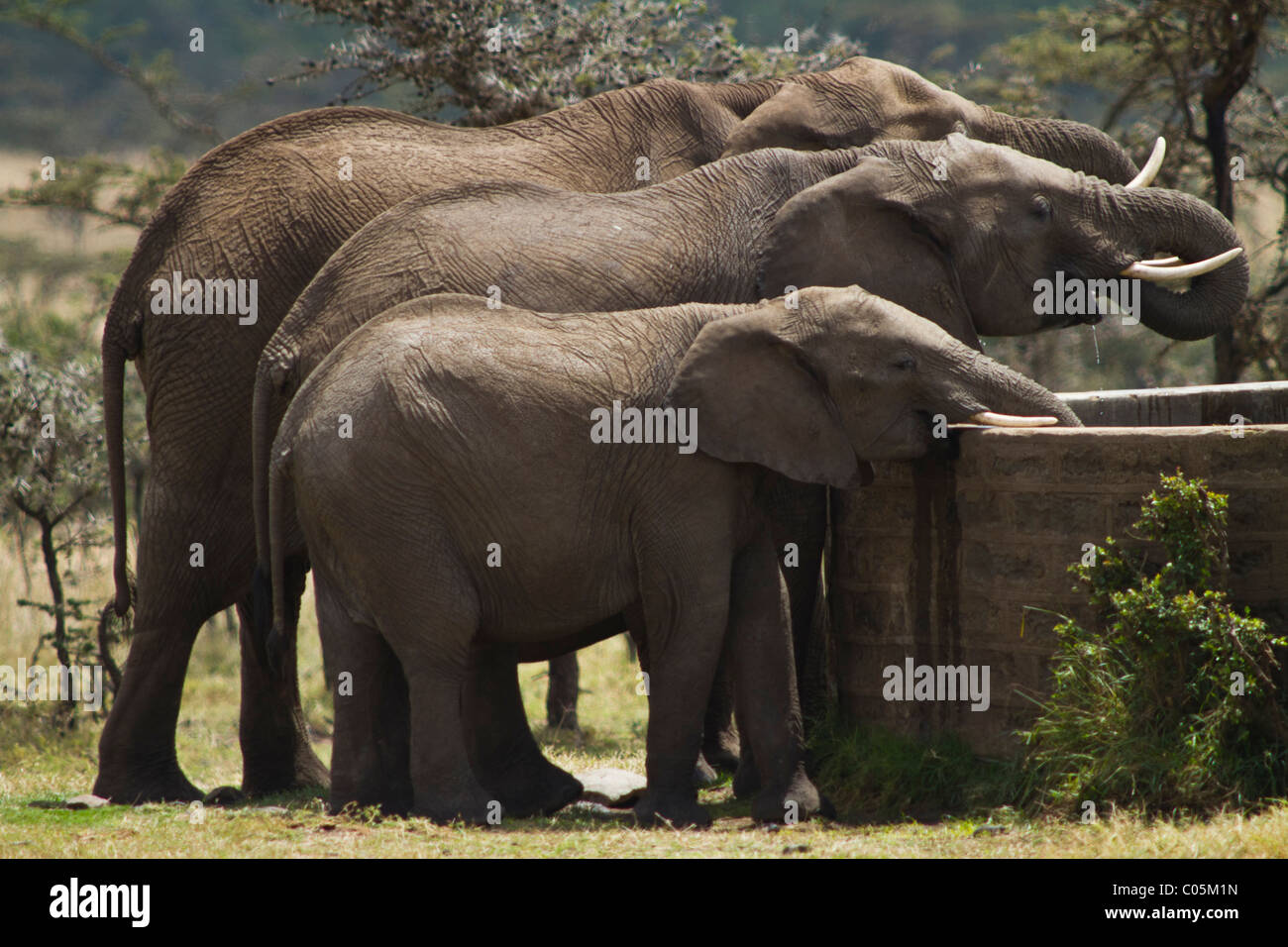 Drei afrikanische Elefanten trinken von einem Mann gemacht Wasserloch InKenya. Die Elefanten sind vollgepackt mit den größten auf der Rückseite. Stockfoto