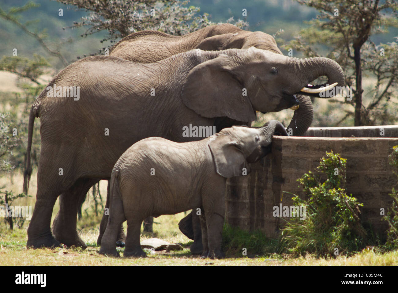 Drei afrikanische Elefanten trinken von einem Mann gemacht Wasserloch InKenya. Die Elefanten sind vollgepackt mit den größten auf der Rückseite. Stockfoto