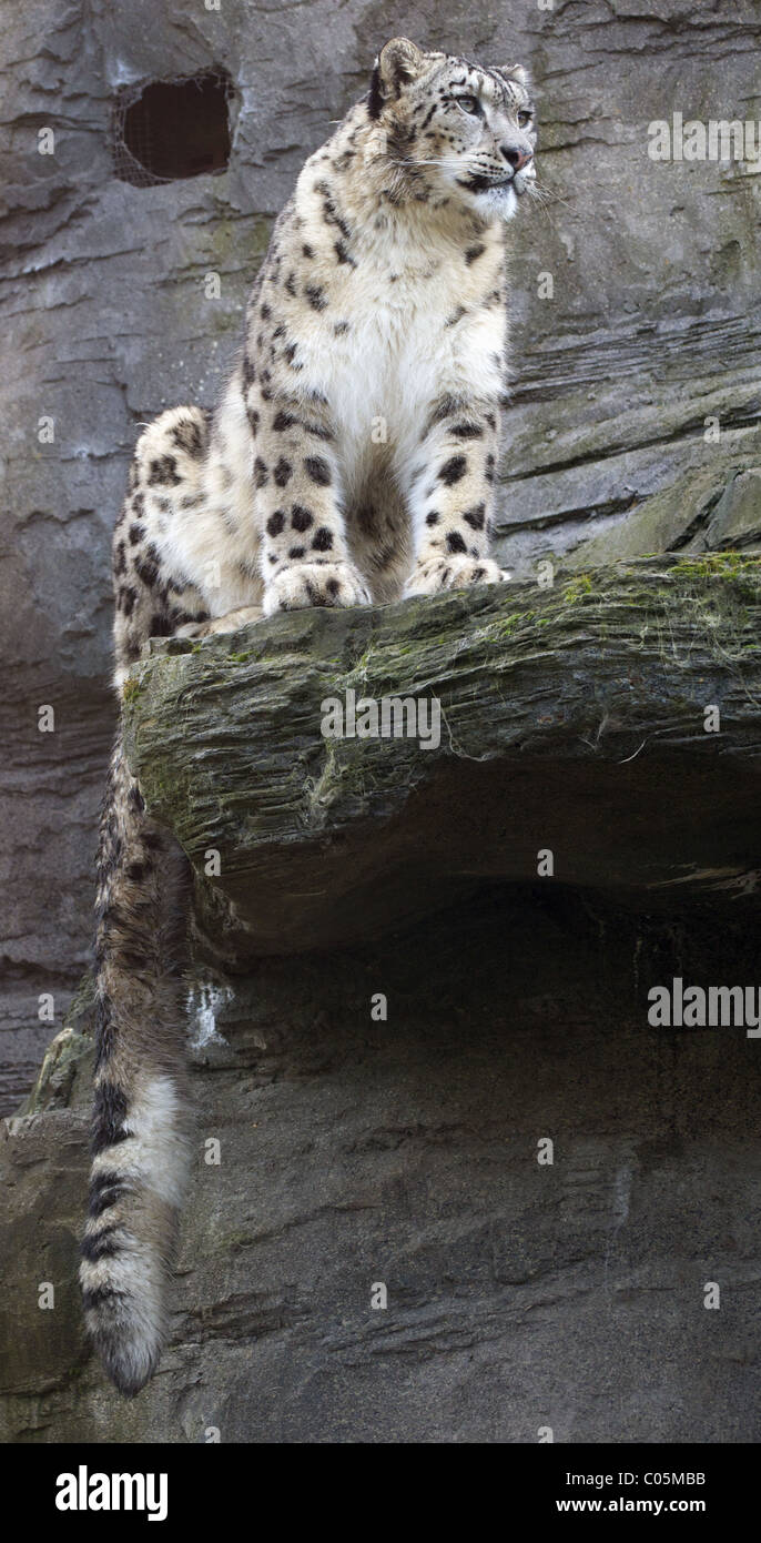 Leopard Sitting On Rock Fotos Und Bildmaterial In Hoher Auflosung Alamy Leopard Sitting On Rock Fotos Und Bildmaterial In Hoher Auflosung Alamy
