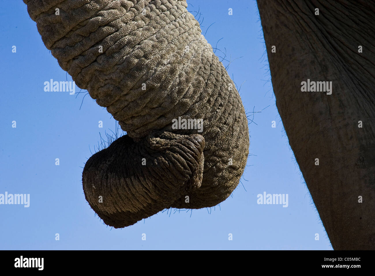 Elefantenrüssel, Etosha Nationalpark, Namibia Stockfoto