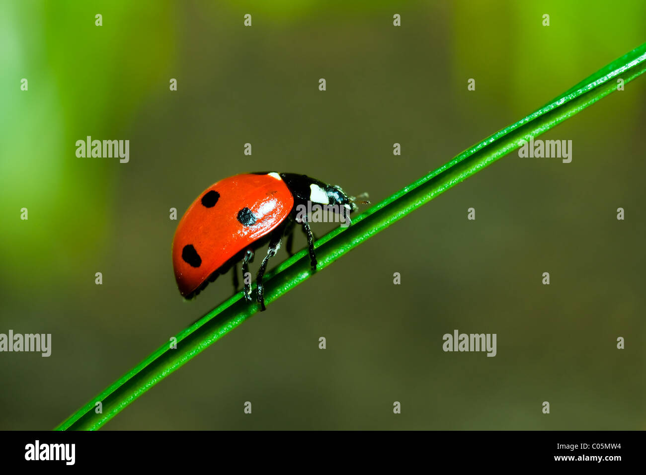 Marienkäfer auf Rasen Stockfoto