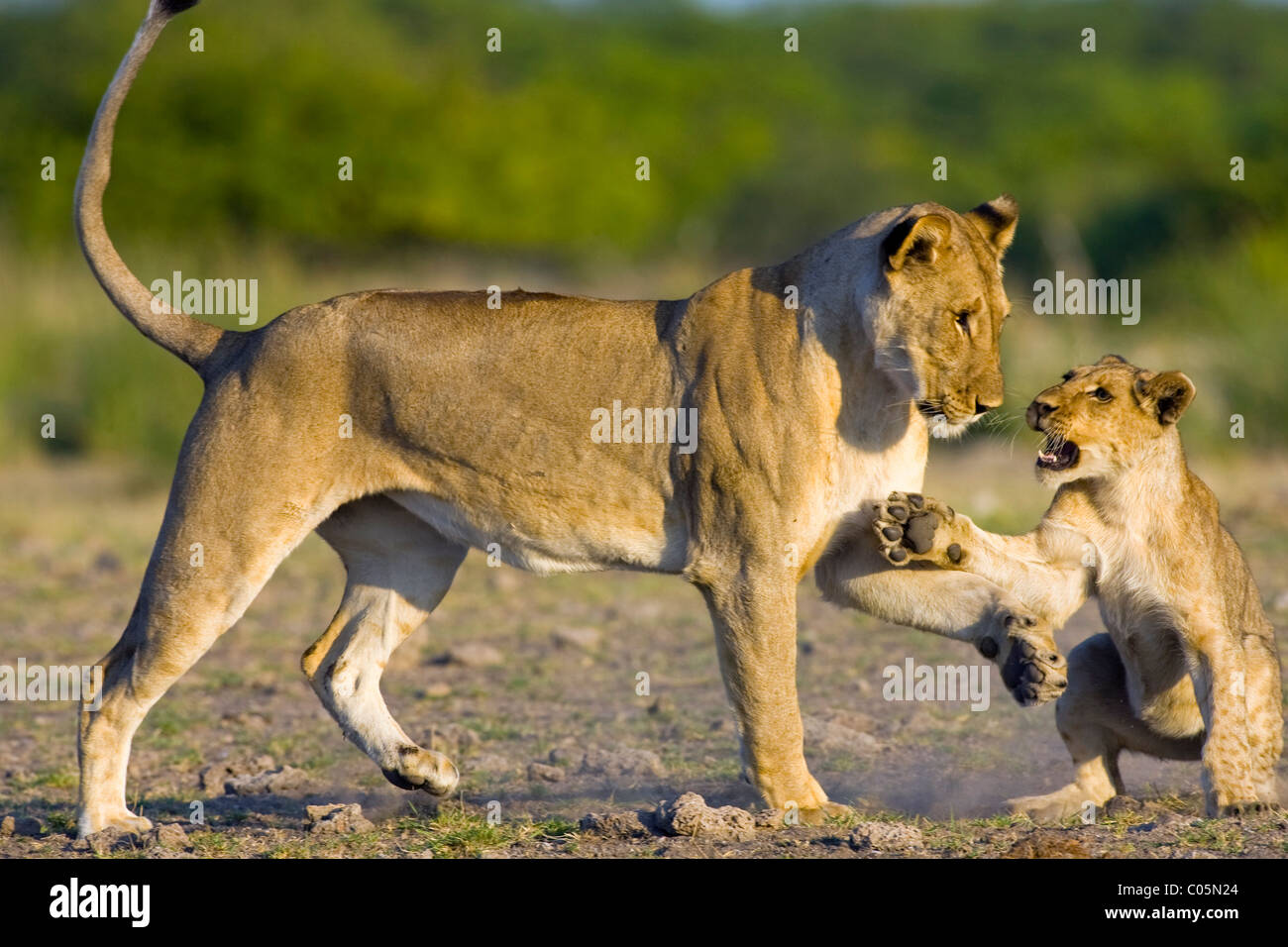 Afrikanische Löwin mit jungen, Etosha Nationalpark, Namibia Stockfoto