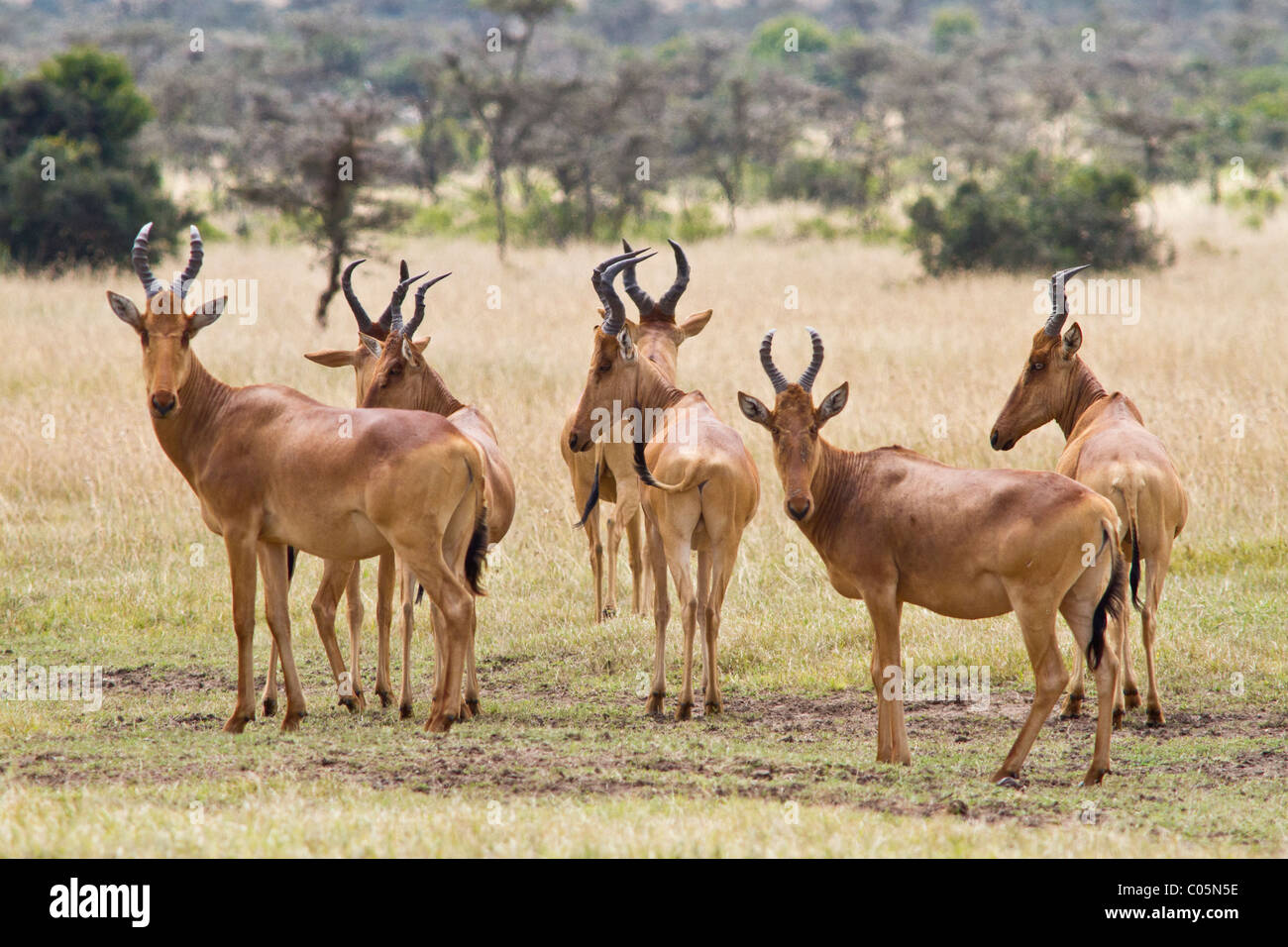 Eine kleine Gruppe von sieben Topi (auch bekannt als Kudus) in den kenianischen Ebenen. Stockfoto