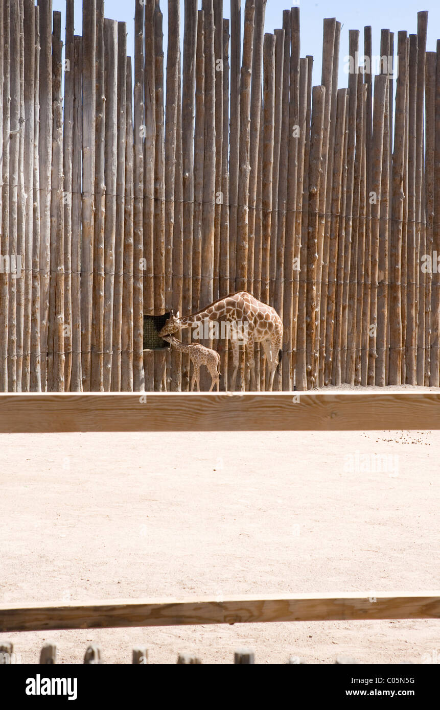 Giraffe Mutter mit Baby, durch ein Fenster in der Wand, Albuquerque Rio Grande Zoo zu frühstücken. Stockfoto