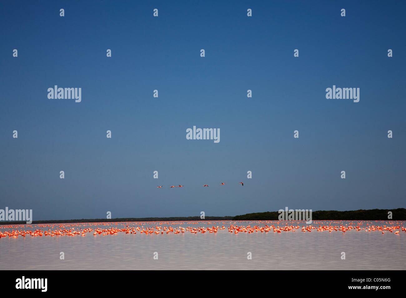 Flamiongos in Celestun Biosphäre-Reserve, Yucatan, Mexiko Stockfoto