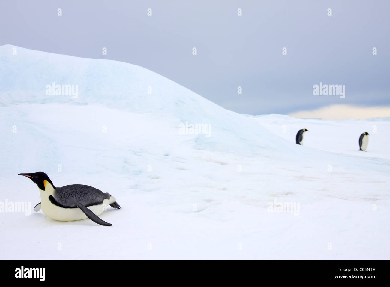 Kaiser-Pinguin Rodeln auf Meereis in der Nähe von Kolonie, Snow Hill Island, Weddellmeer, Antarktis. Stockfoto