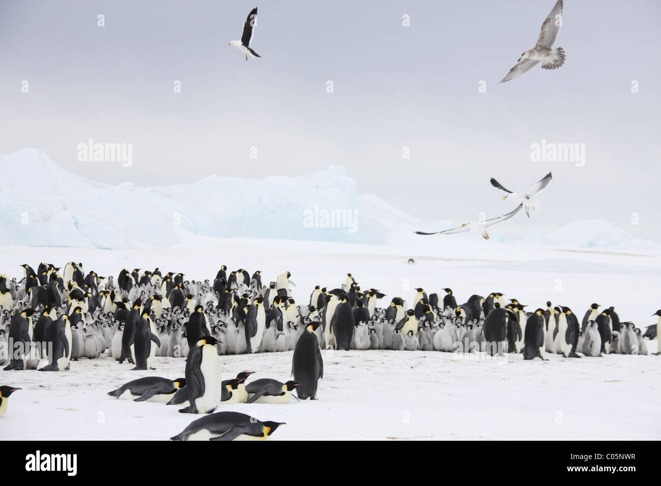 Kaiser-Pinguin-Kolonie mit Möwen, Oktober, Snow Hill Island, Weddellmeer, Antarktis. Stockfoto