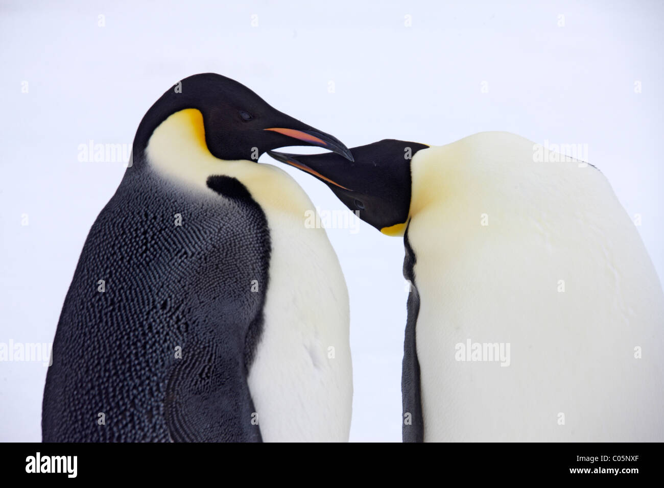 Kaiser-Pinguin paar, Oktober, Snow Hill Island, Weddellmeer, Antarktis. Stockfoto