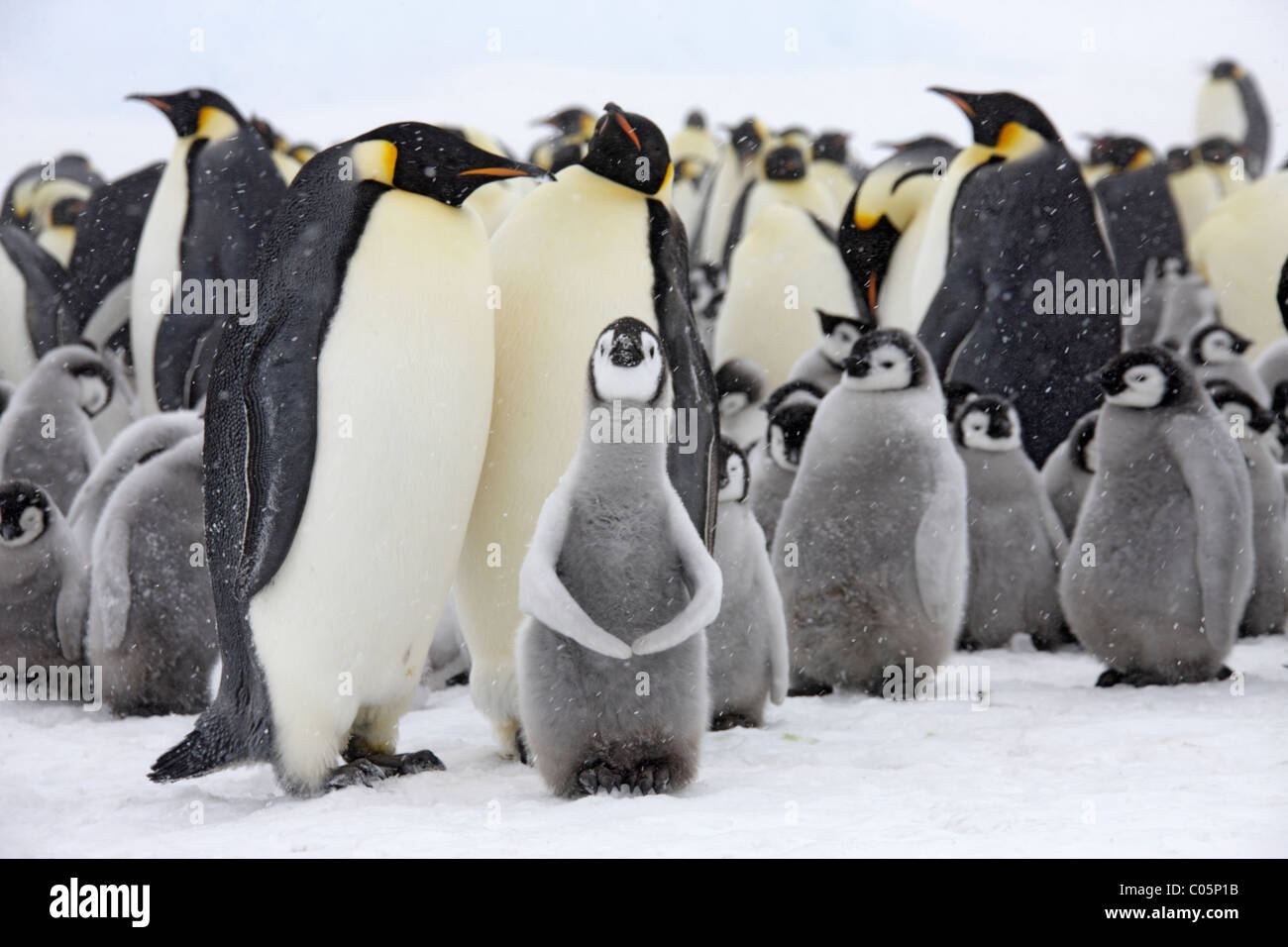 Kaiser-Pinguin-Kolonie mit Küken, Oktober, Snow Hill Island, Weddellmeer, Antarktis. Stockfoto