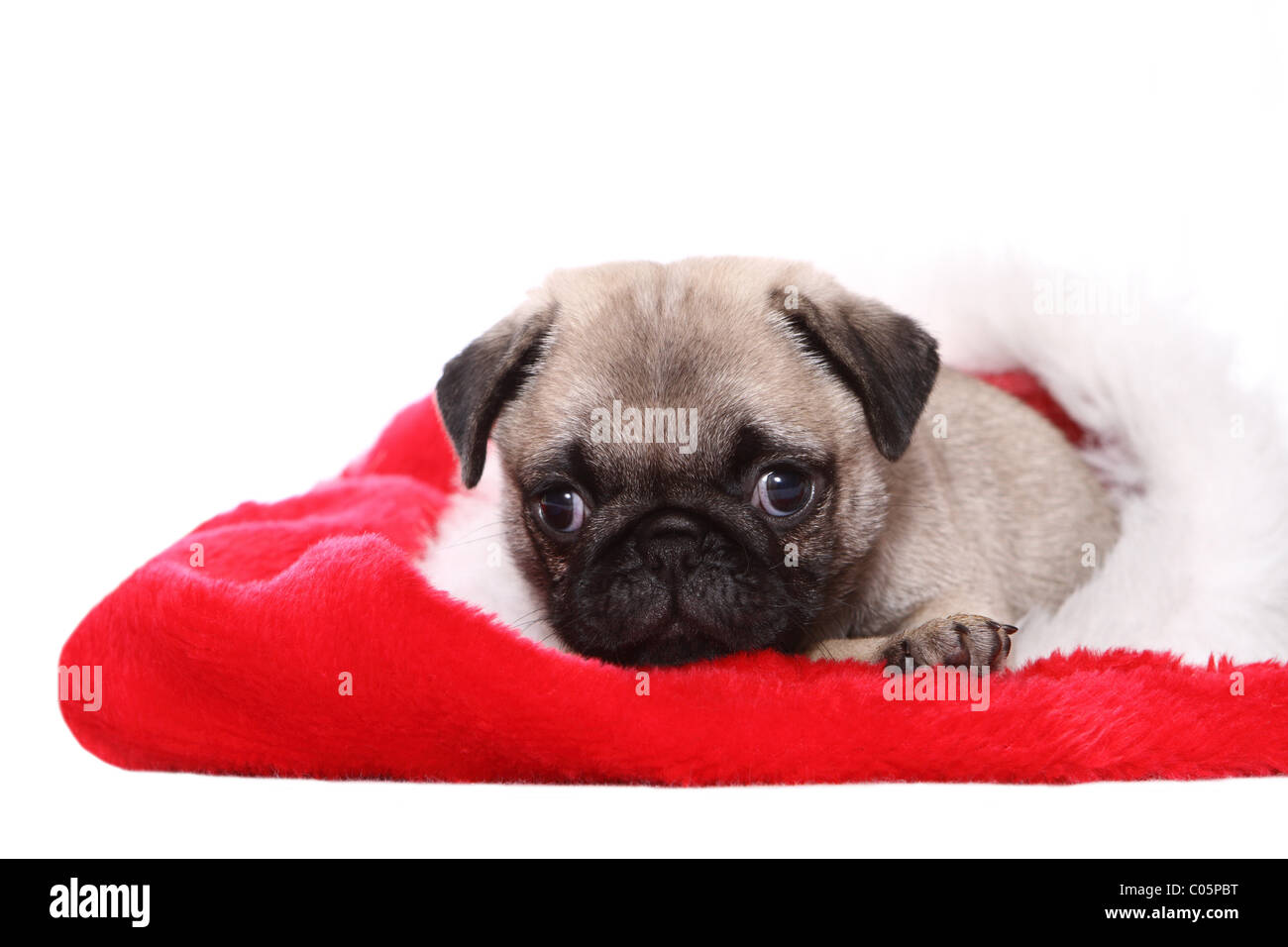 Mops christmas cap Fotos und Bildmaterial in hoher Auflösung Alamy