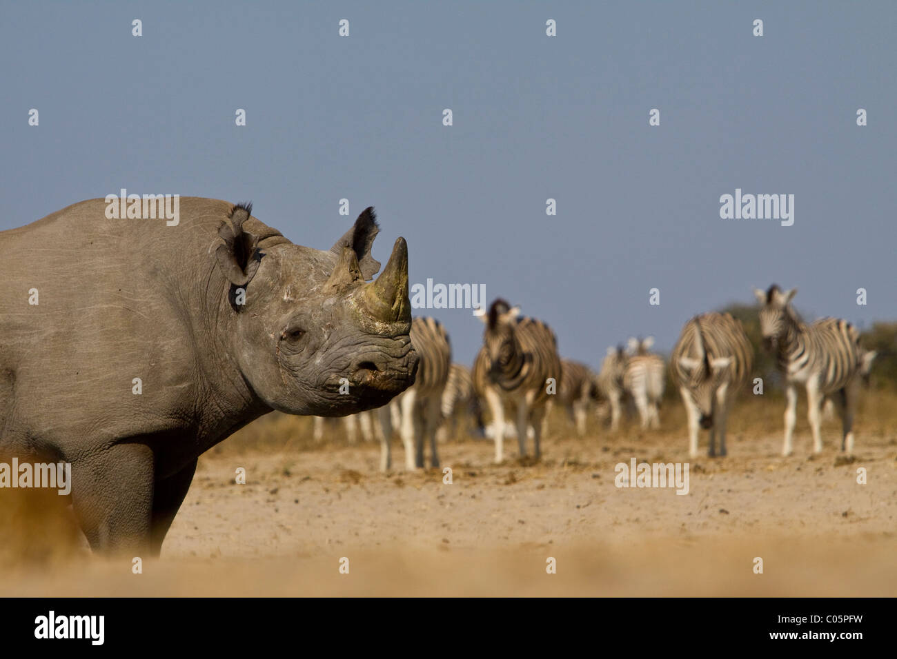 Spitzmaul-Nashorn und Zebras, Etosha Nationalpark, Namibia. Stockfoto