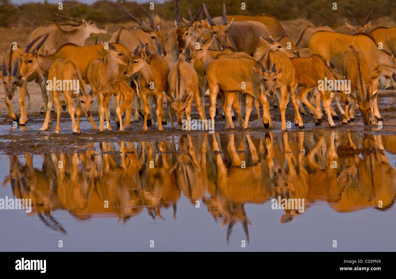 Eland Herde am Wasserloch, Etosha Nationalpark, Namibia. Stockfoto