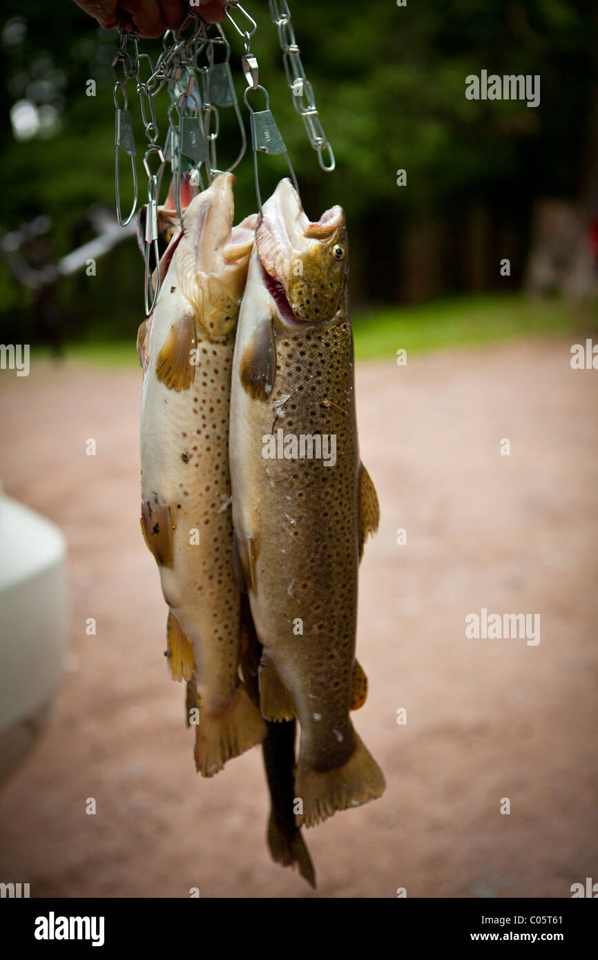 Bachforelle auf einer Wange in Boulder Junction im Northwoods Wisconsin. Stockfoto