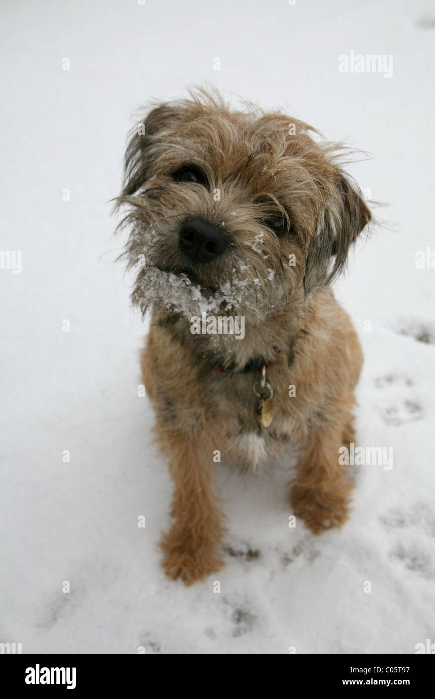 Kleiner Hund im Schnee Stockfoto