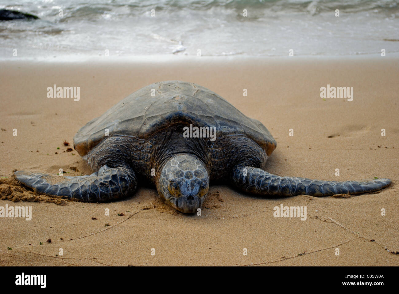 Vom Aussterben bedrohte Meeresschildkröten, Sonnenbaden am Strand. Oahu Hawaii Stockfoto