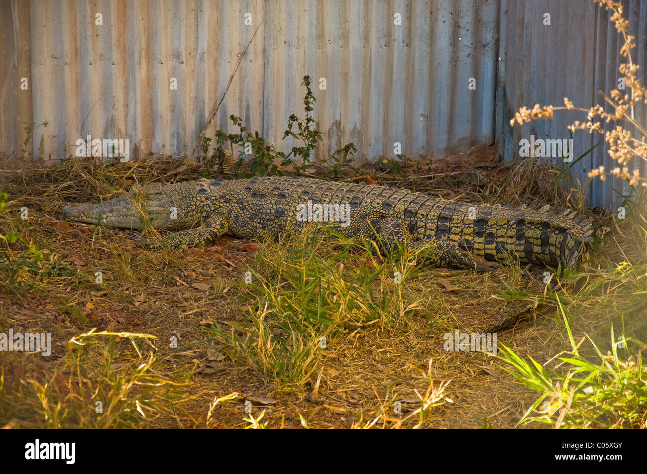Krokodil im australian Zoo. Nordterritorium Stockfoto