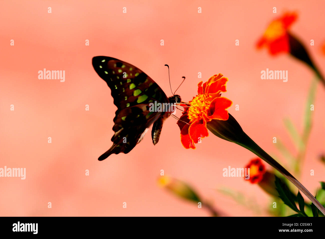 Butter-Fly auf einer Ringelblumeblume Stockfoto