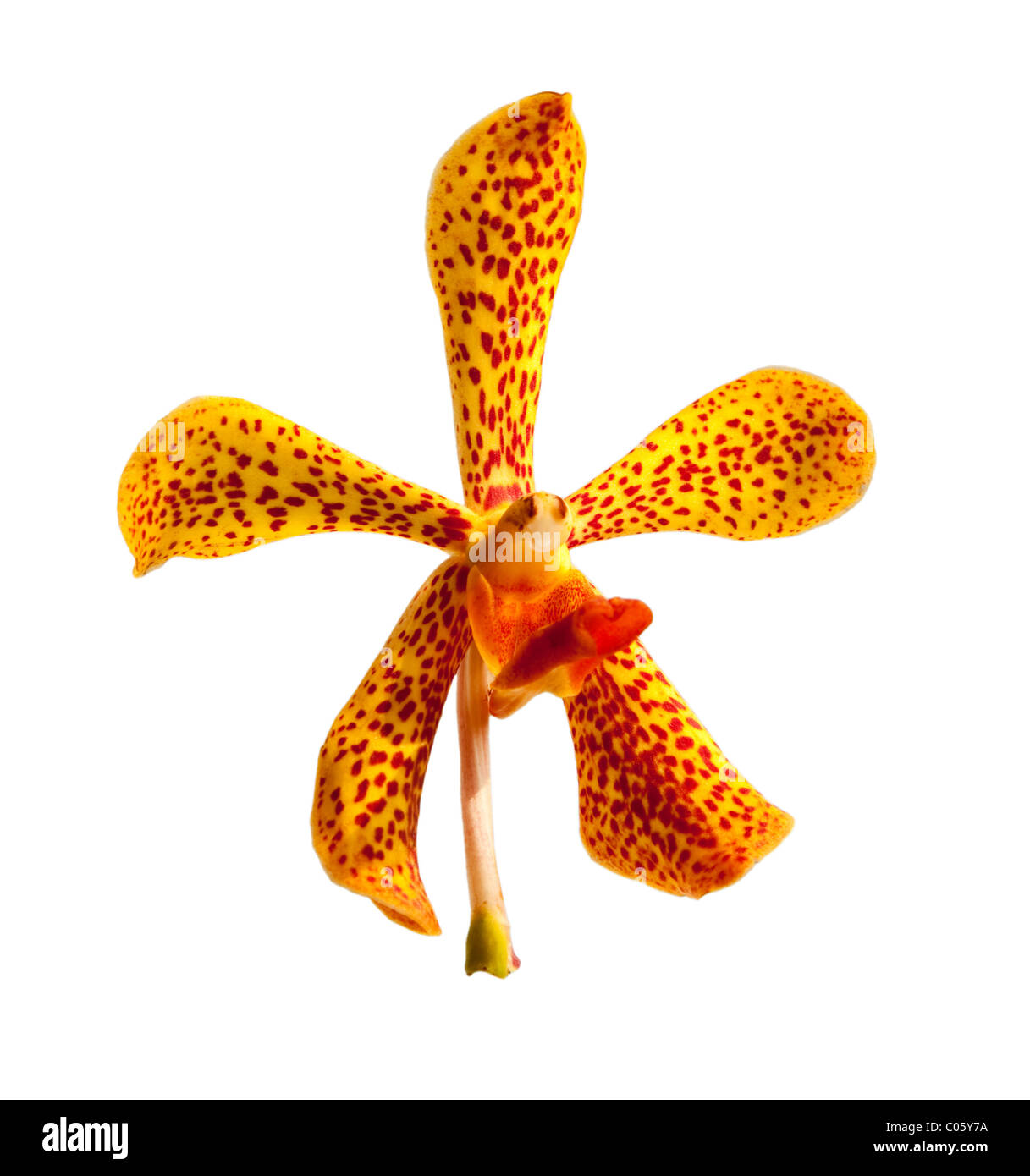 Einzelne gelbe Orchidee isoliert auf weißem Hintergrund Stockfoto