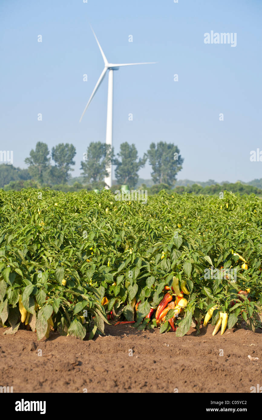 Pfeffer-Feld und Wind Turbine. Diversifikation ist der Schlüssel für diese ehemaligen Tabakanbaubetriebe wie wenden sie sich an Nutzpflanzen und Strom Stockfoto