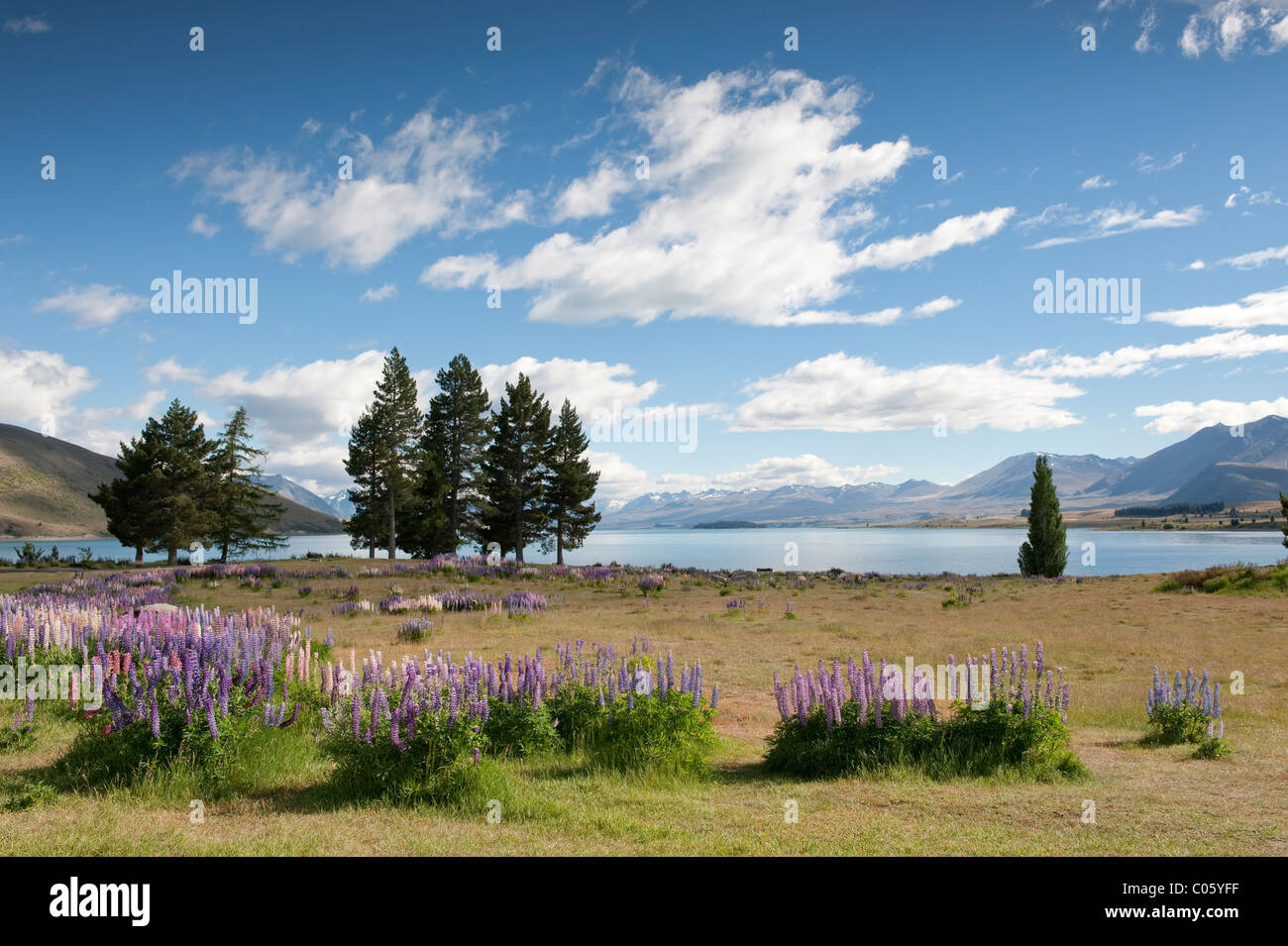 Wilde Lupinen am Ufer des Lake Tekapo, Südinsel, Neuseeland Stockfoto