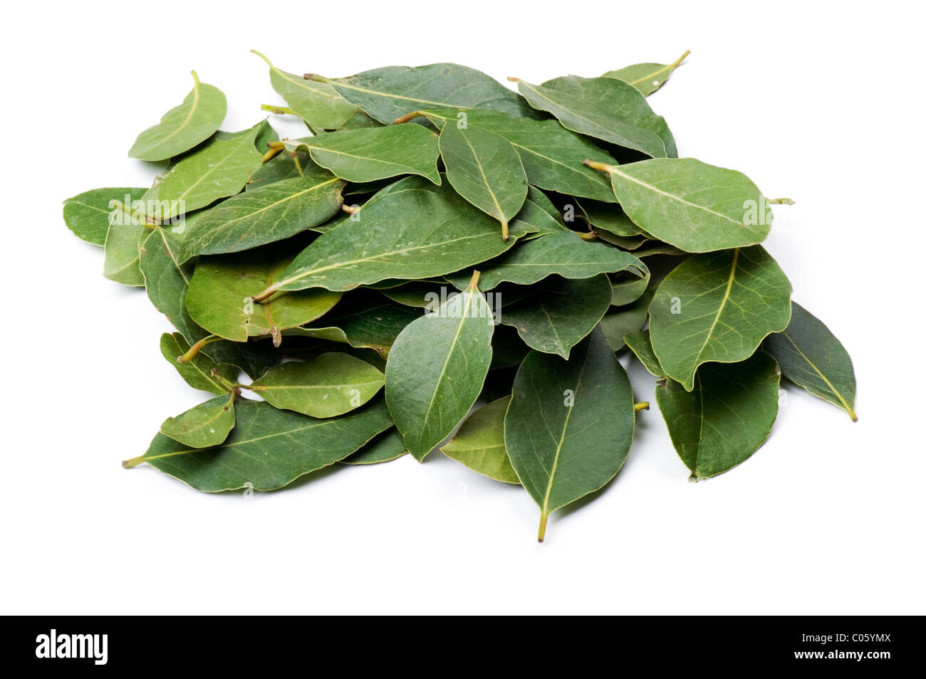Objekt auf weiß - Essen Bucht Blatt hautnah Stockfoto
