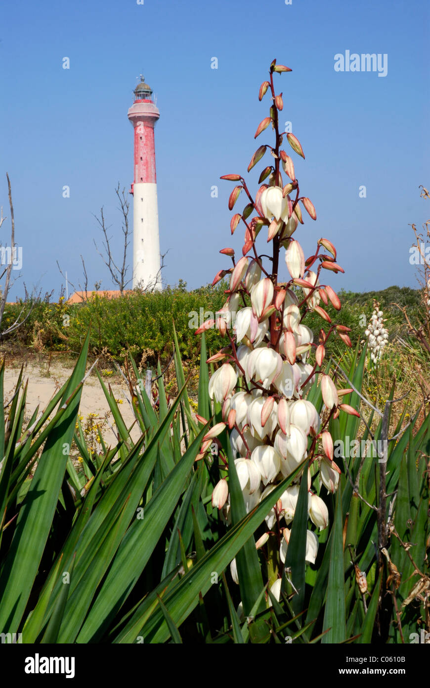 Leuchtturm auf der Küste von La Coubre in Frankreich, Region Poitou-Charentes mit weißen Blumen Yucca im Vordergrund Stockfoto