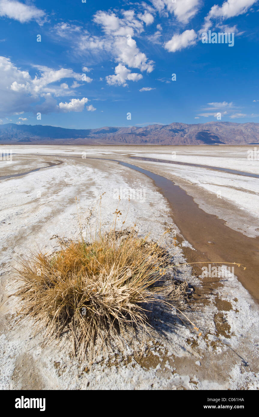 Salt Creek, Cottonball Becken, Cottonball Sumpf, in der Nähe von Furnace Creek, Death Valley Nationalpark, Kalifornien, USA Stockfoto