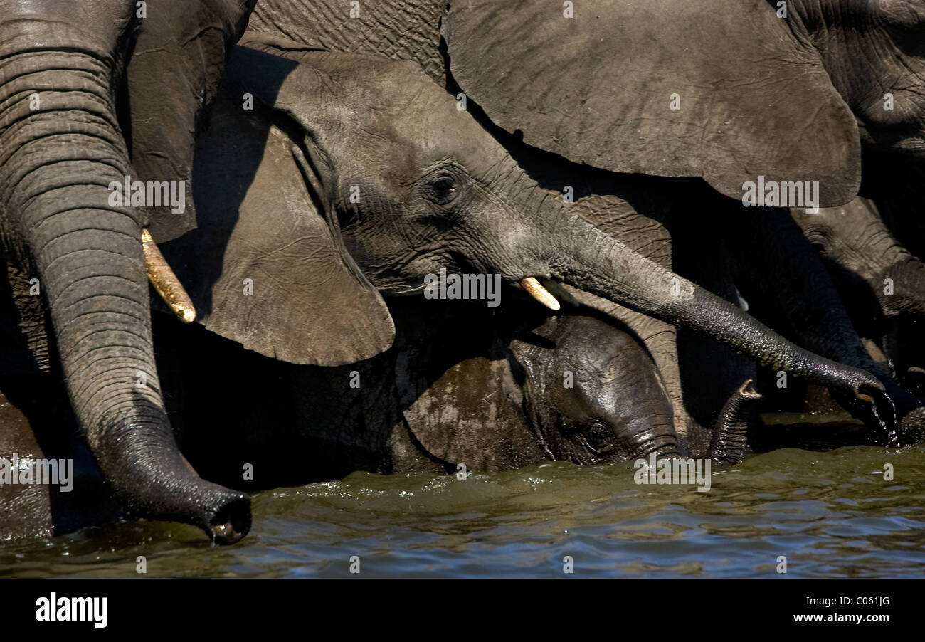 Elefanten trinken, Etosha Nationalpark, Namibia. Stockfoto