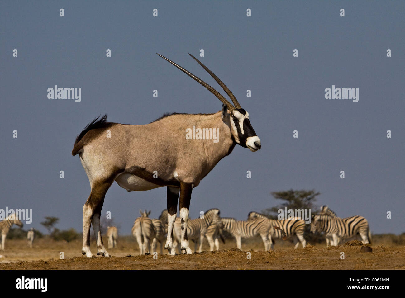 Gemsbock, Etosha Nationalpark, Namibia. Stockfoto