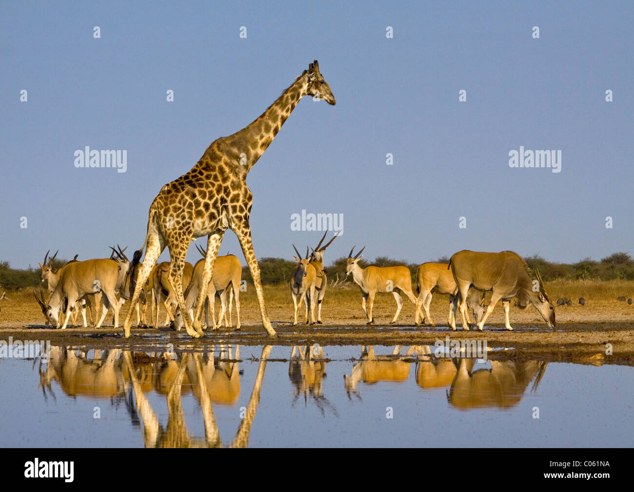 Giraffe und Eland am Wasserloch, Etosha Nationalpark, Namibia. Stockfoto