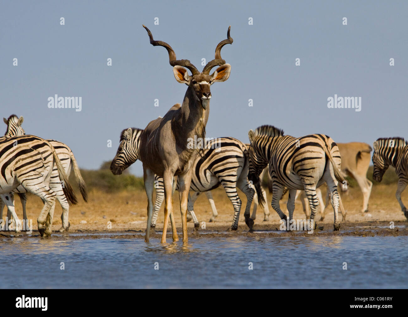 Kudus und Zebras am Wasserloch, Etosha Nationalpark, Namibia. Stockfoto