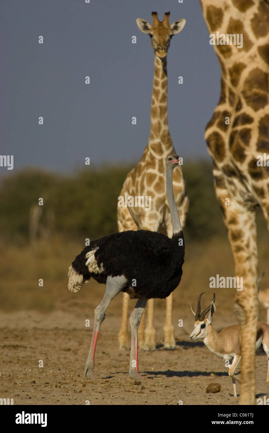 Strauße, Giraffen und Springböcke, Etosha Nationalpark, Namibia. Stockfoto