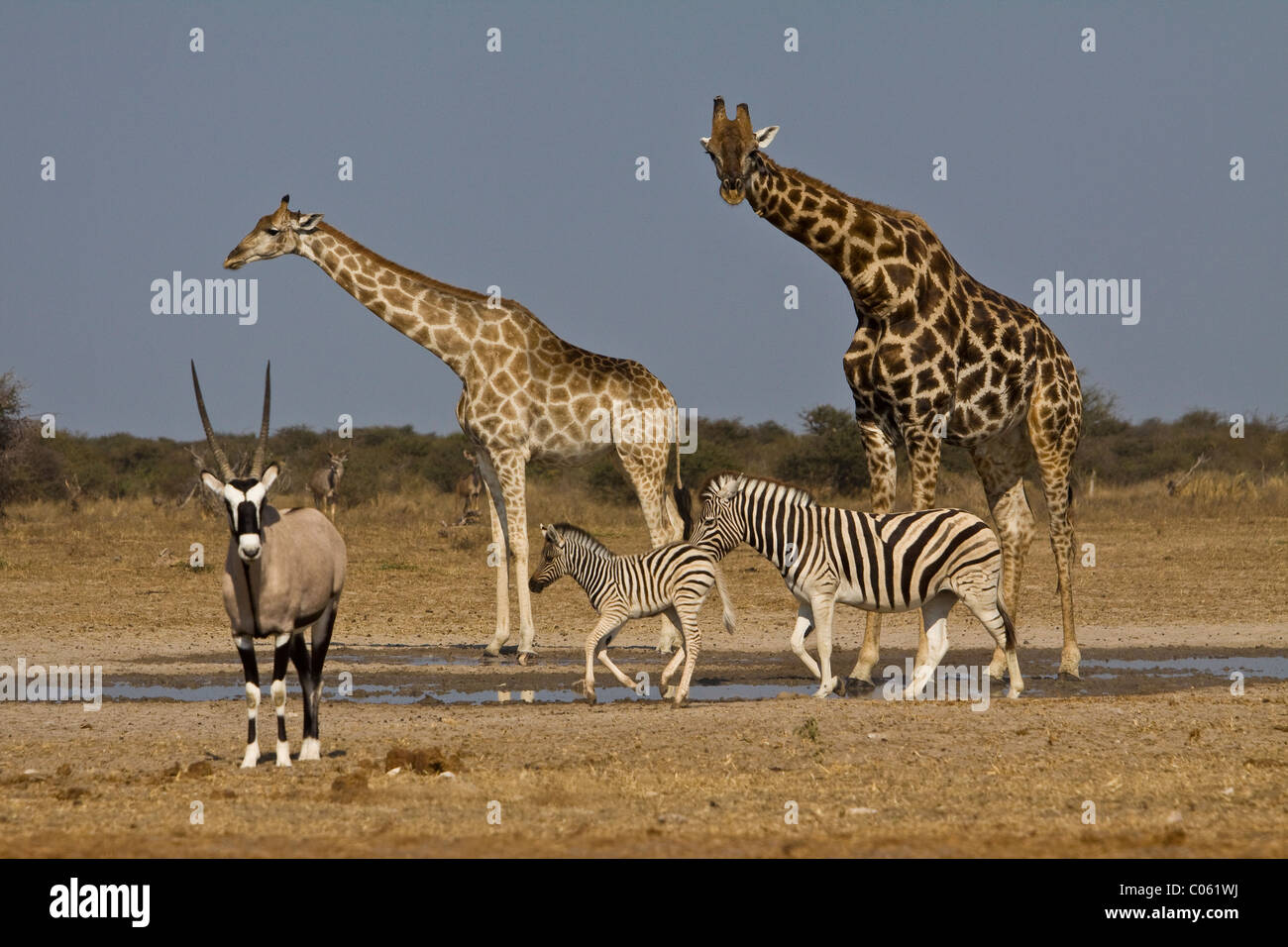 Giraffe, Gemsbock und Zebras am Wasserloch, Etosha Nationalpark, Namibia. Stockfoto
