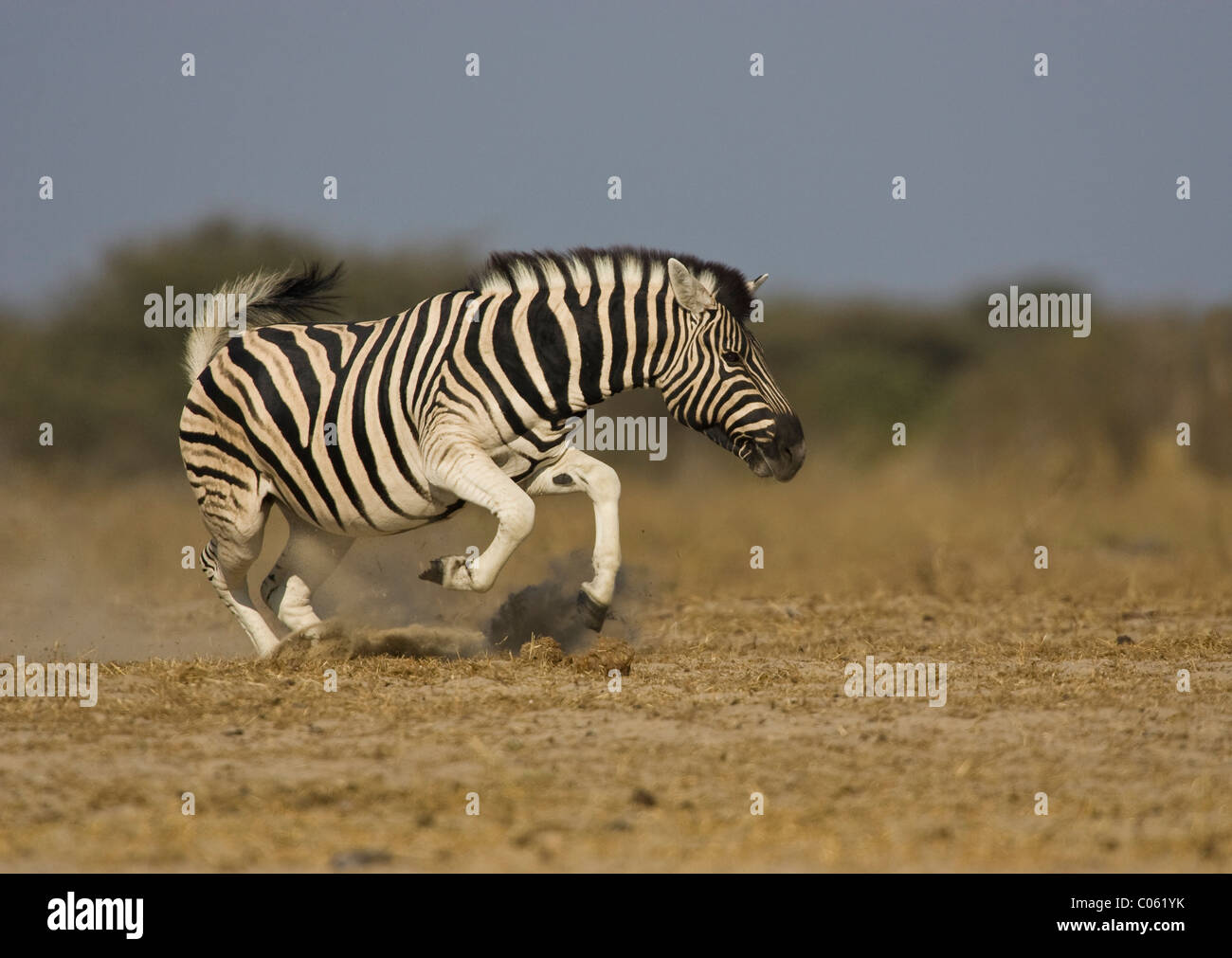 Zebra anzeigen, Etosha Nationalpark, Namibia. Stockfoto