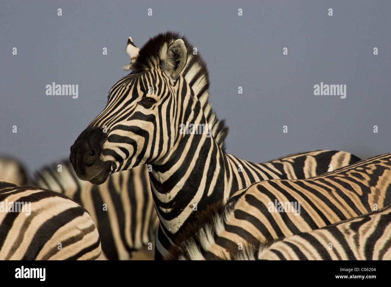 Zebra-Portrait, Etosha Nationalpark, Namibia. Stockfoto