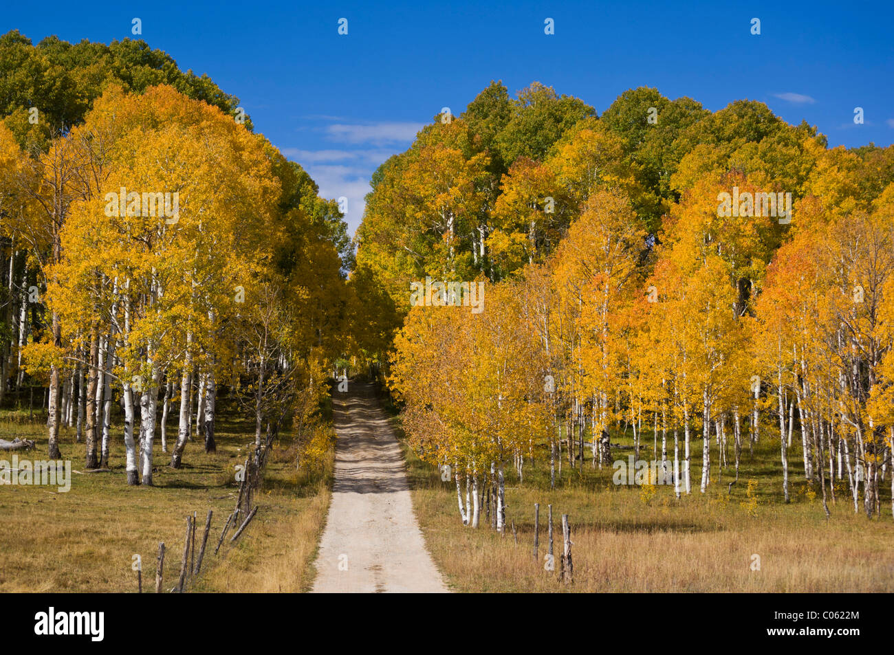 Herbstfärbung, Kolob Terrace Road, untere Kolob Plateau, Zion Nationalpark, Utah, USA Stockfoto