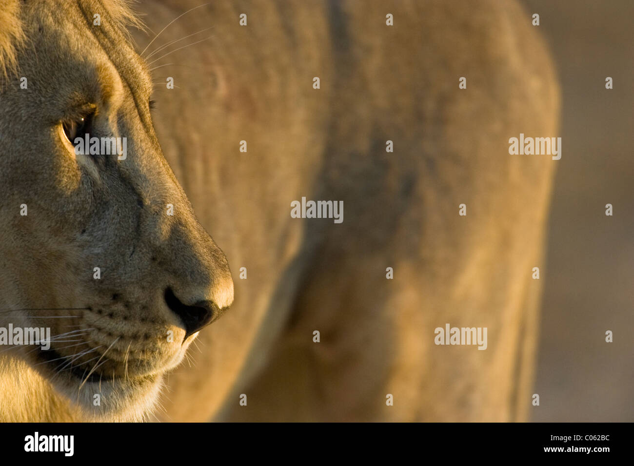 Lion Porträt, Etosha Nationalpark, Namibia Stockfoto
