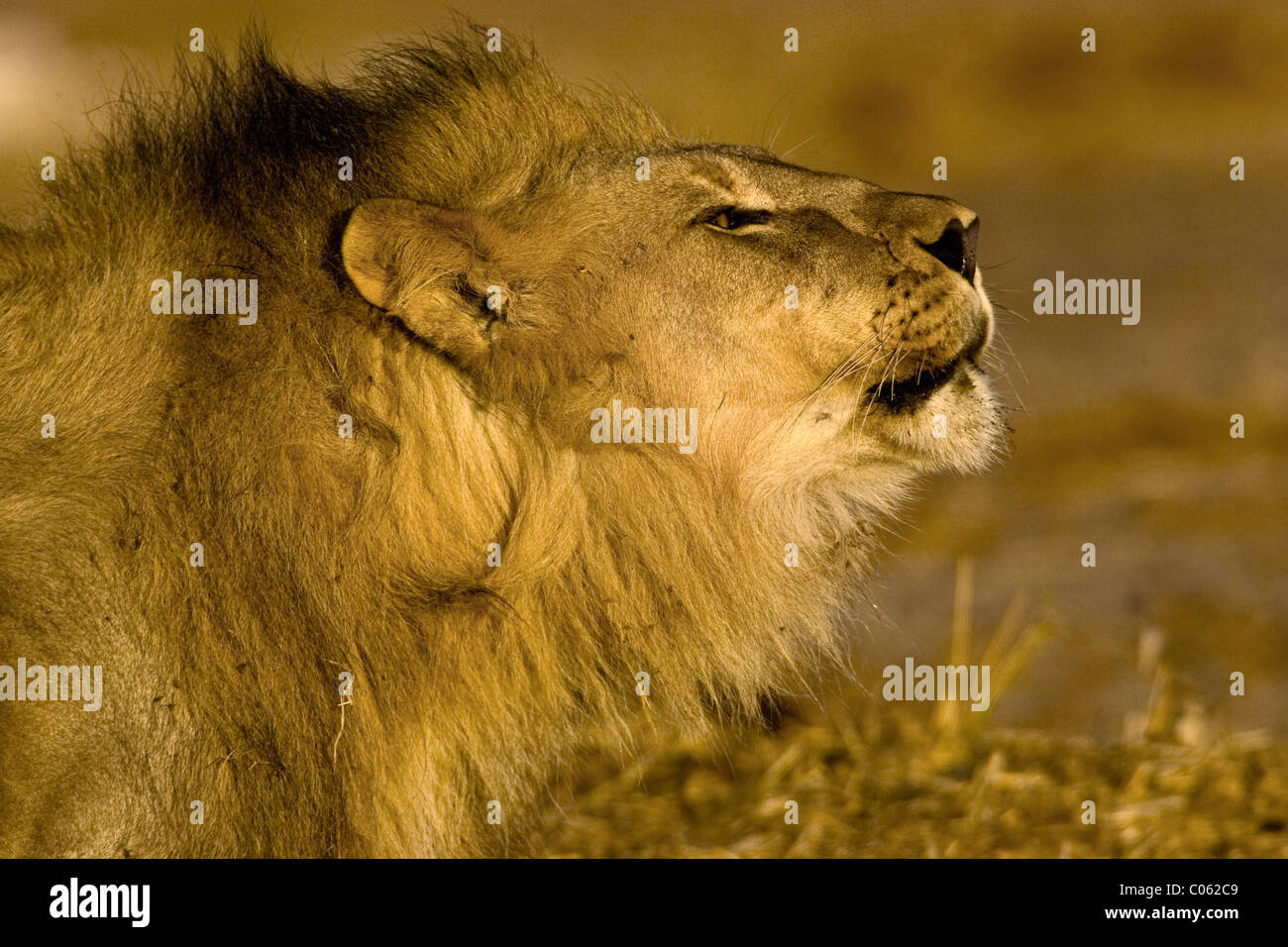 Brüllender Löwe Porträt, Etosha Nationalpark, Namibia Stockfoto