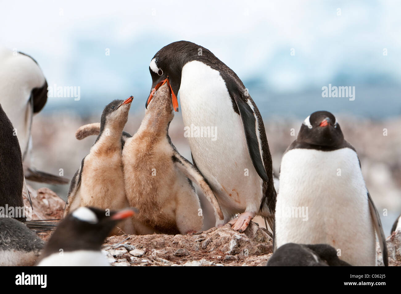 Gentoo Penguin (Pygoscelis Papua) Küken füttern. Cuverville Island, Antarktis. Stockfoto