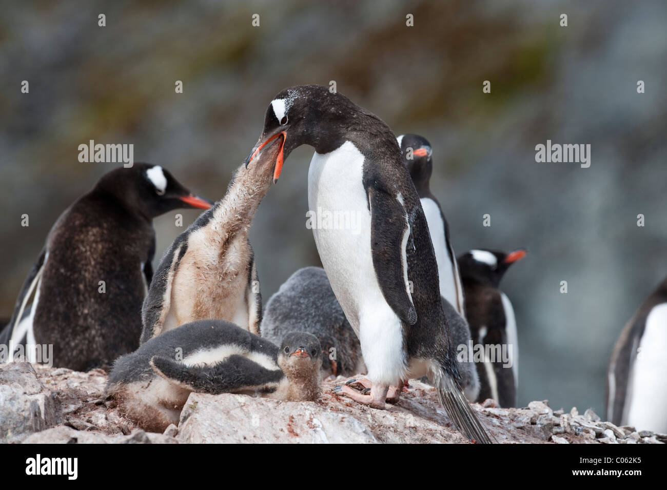 Gentoo Penguin Fütterung Küken, Cuverville Island, Antarktis. Stockfoto