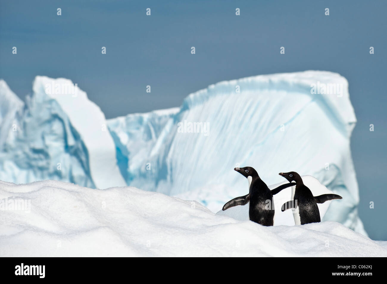 Adelie-Pinguine (Pygoscelis Adeliae) auf Eisberg. Yalour Inseln, antarktische Halbinsel, Antarktis. Stockfoto