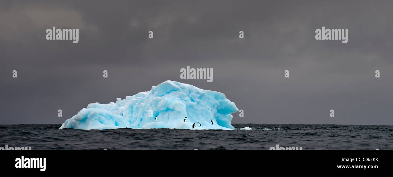 Adelie-Pinguine (Pygoscelis Adeliae) auf blauen Eisberg. Graham Passage, antarktische Halbinsel, Antarktis. Stockfoto
