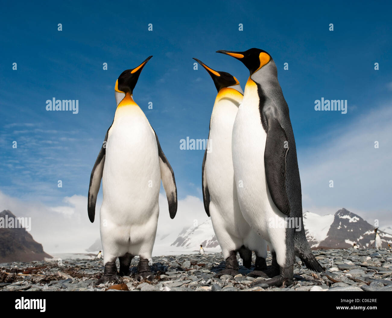 Königspinguine am Strand von Salisbury Plain, Südgeorgien, Süd-Atlantik. Stockfoto