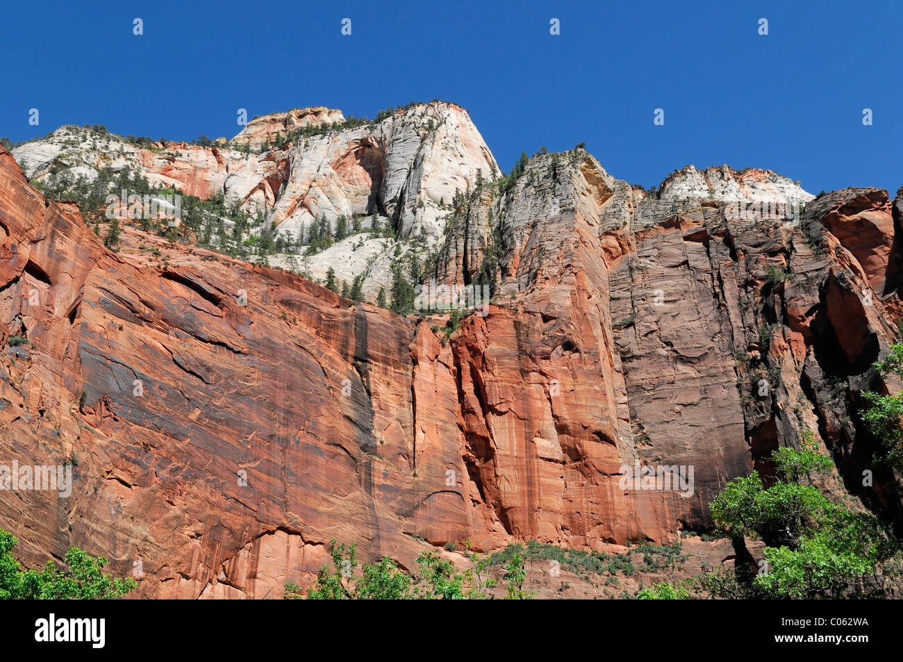 Zion Nationalpark, Utah, Arizona, USA, Nordamerika Stockfoto