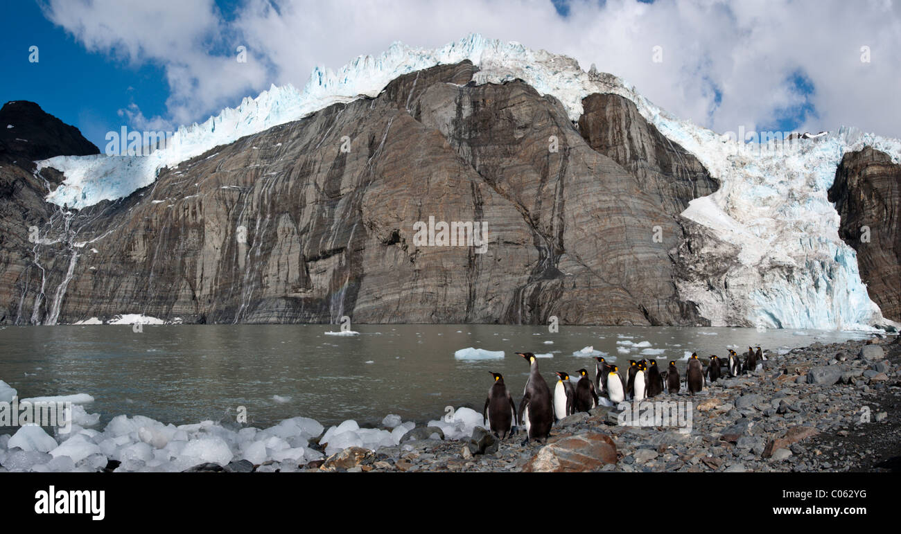 Königspinguine auf Brutkolonie. Gold Harbour, Südgeorgien, Süd-Atlantik. Stockfoto