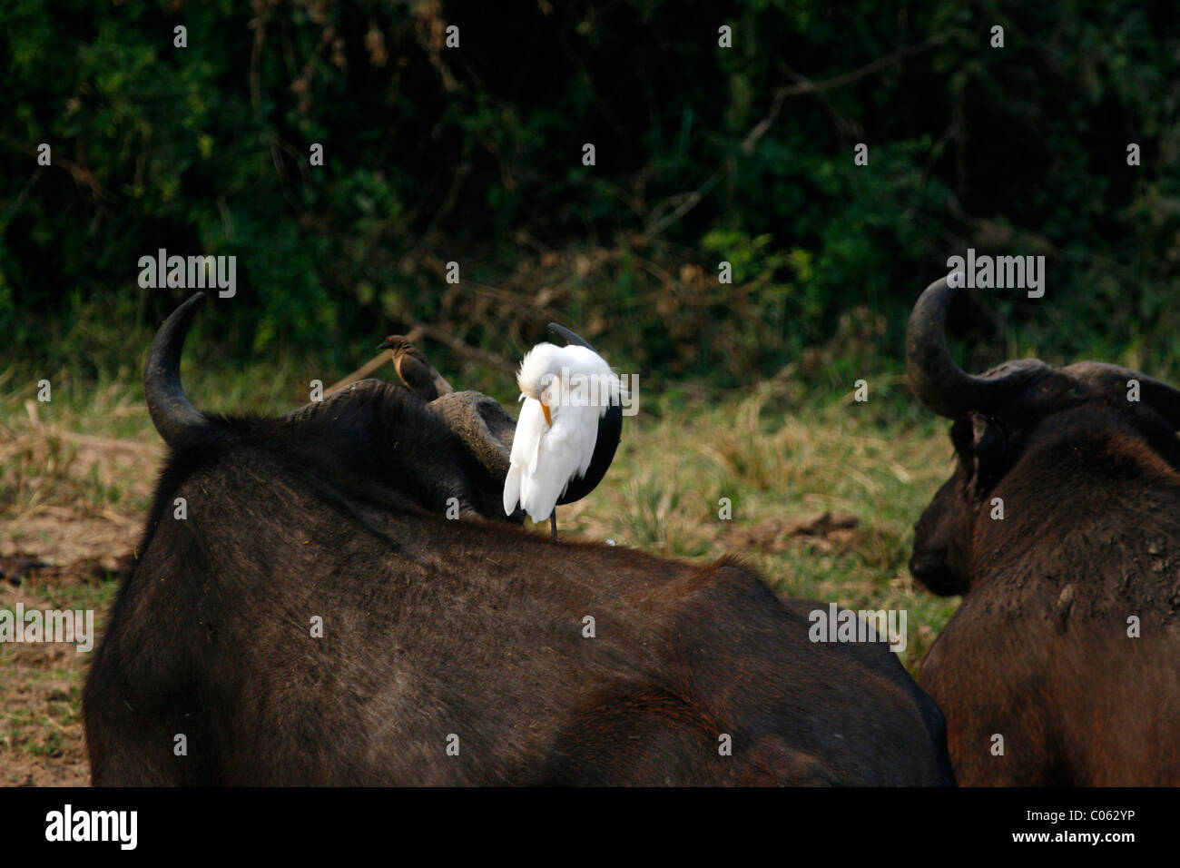 Bull Kaffernbüffel und Kuhreiher, Hütte Kanal in Queen Elizabeth National Park, Uganda Stockfoto
