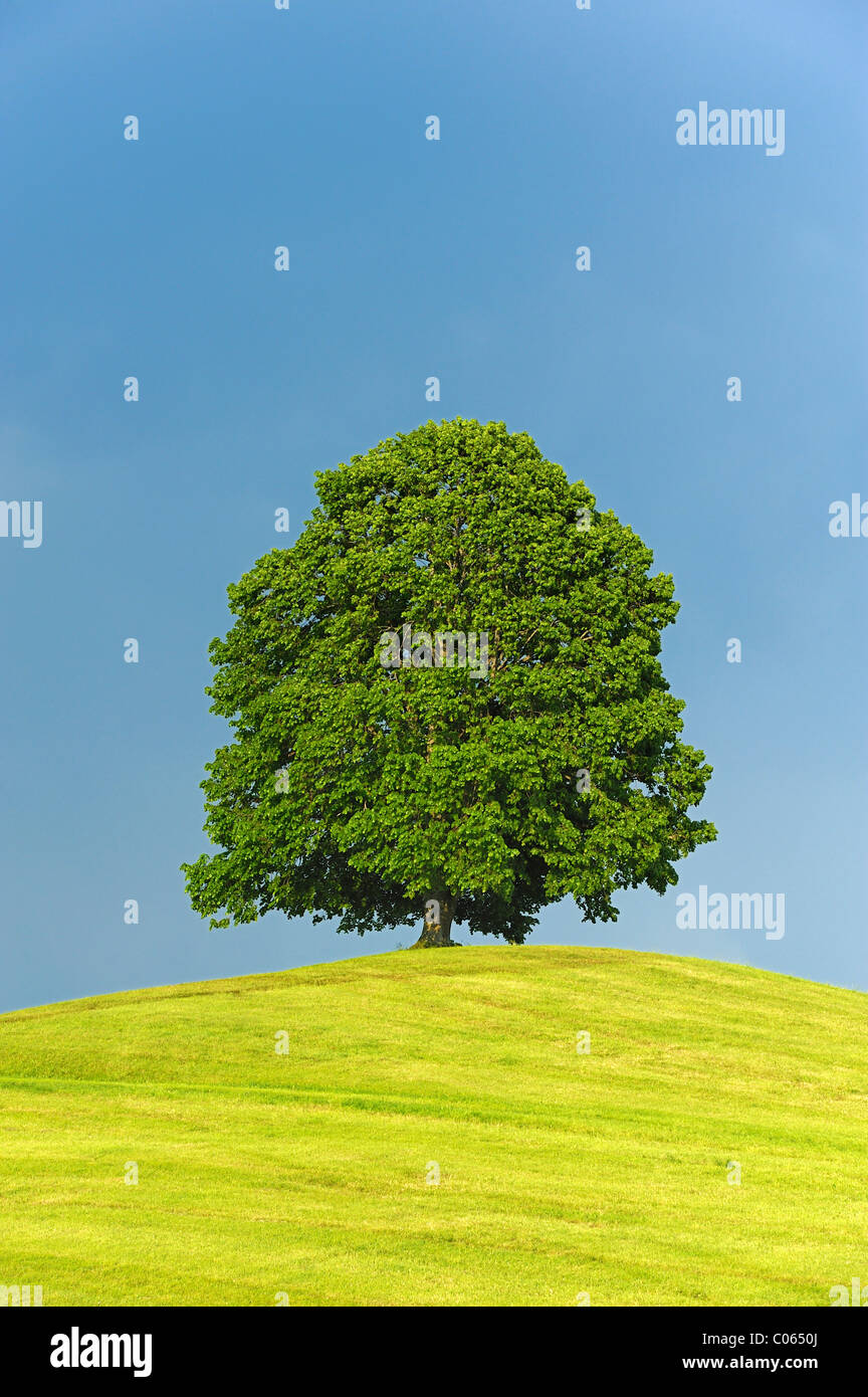 Linden (Tilia) stehend auf einem Hügel vor sammeln Gewitterwolken, Hirzel, Zürich, Schweiz, Europa Stockfoto